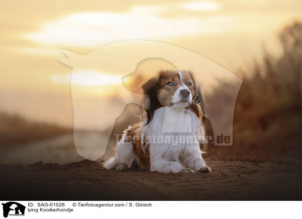 liegender Kooikerhondje / lying Kooikerhondje / SAG-01026