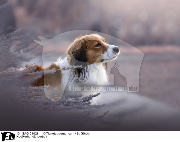 Kooikerhondje Portrait / Kooikerhondje portrait / SAG-01028