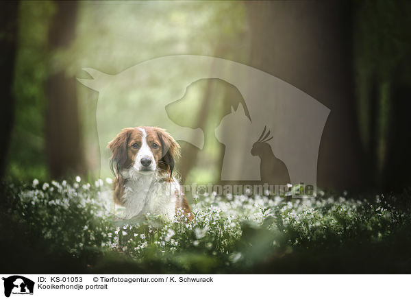 Kooikerhondje Portrait / Kooikerhondje portrait / KS-01053
