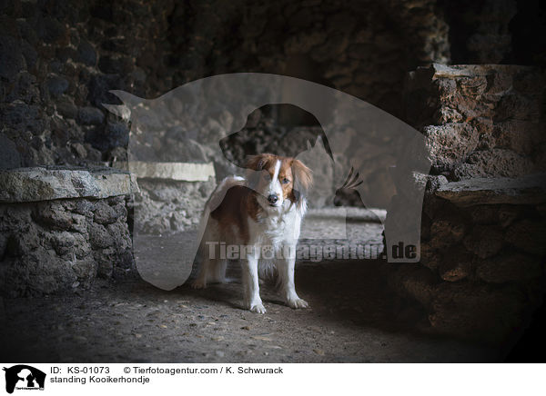 standing Kooikerhondje / KS-01073