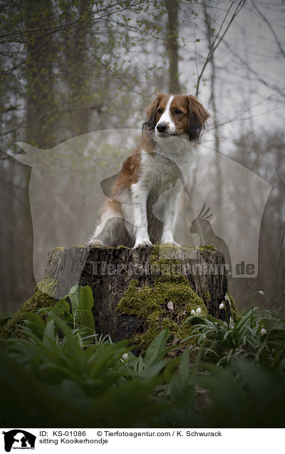 sitting Kooikerhondje / KS-01086