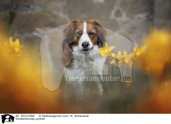 Kooikerhondje Portrait / Kooikerhondje portrait / KS-01088