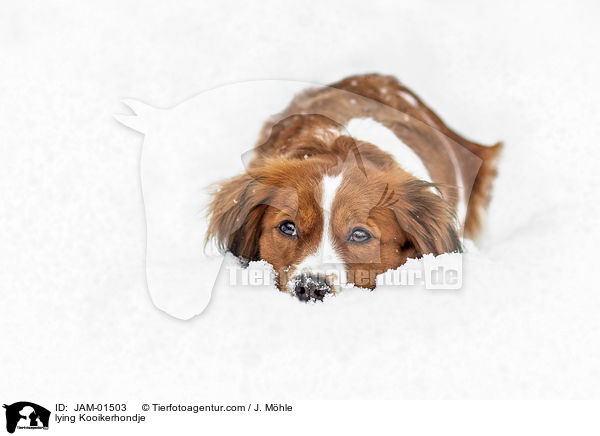 liegender Kooikerhondje / lying Kooikerhondje / JAM-01503