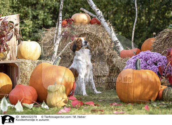 Kooikerhondje in autumn / MAH-02378