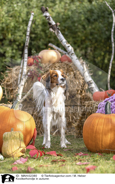 Kooikerhondje in autumn / MAH-02380