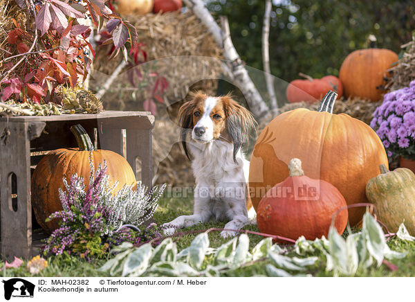 Kooikerhondje in autumn / MAH-02382