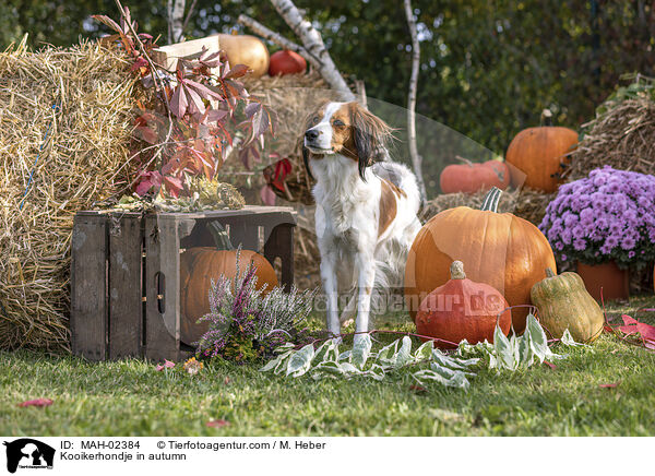 Kooikerhondje im Herbst / Kooikerhondje in autumn / MAH-02384