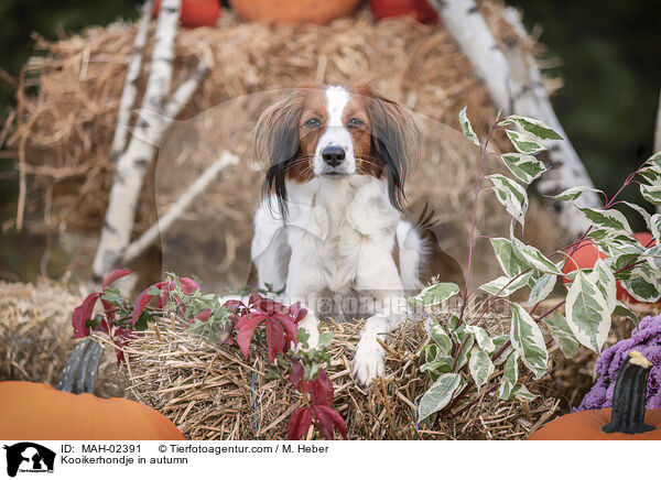 Kooikerhondje im Herbst / Kooikerhondje in autumn / MAH-02391