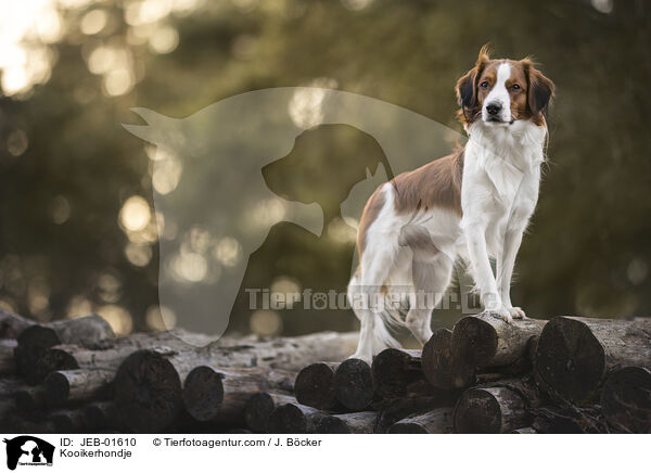 Kooikerhondje / Kooikerhondje / JEB-01610