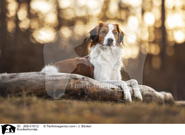 Kooikerhondje / Kooikerhondje / JEB-01612