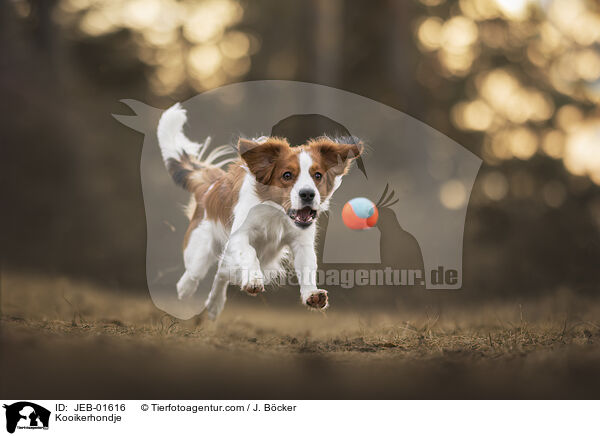 Kooikerhondje / JEB-01616