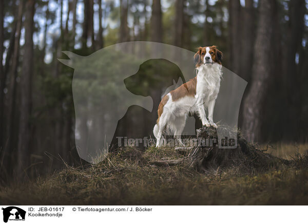 Kooikerhondje / Kooikerhondje / JEB-01617