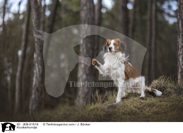 Kooikerhondje / Kooikerhondje / JEB-01618