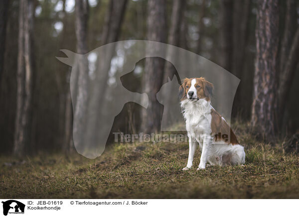 Kooikerhondje / Kooikerhondje / JEB-01619