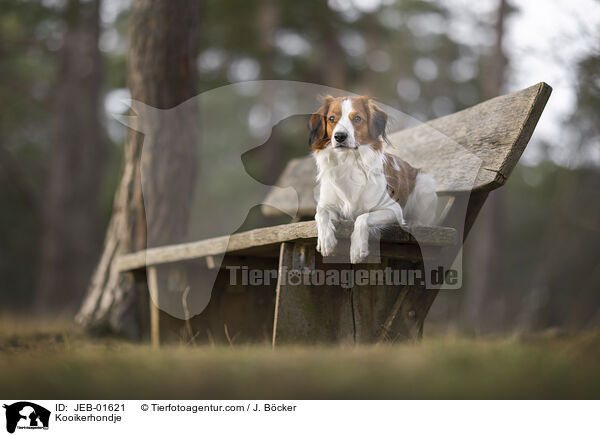 Kooikerhondje / Kooikerhondje / JEB-01621