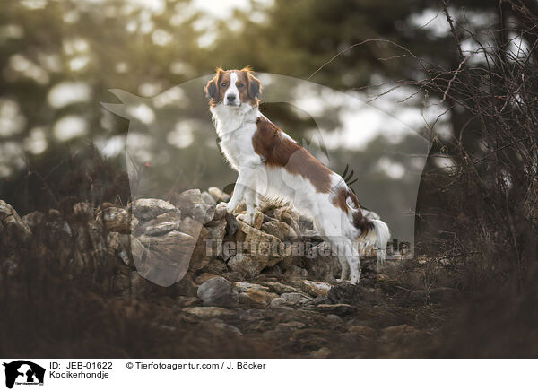 Kooikerhondje / Kooikerhondje / JEB-01622