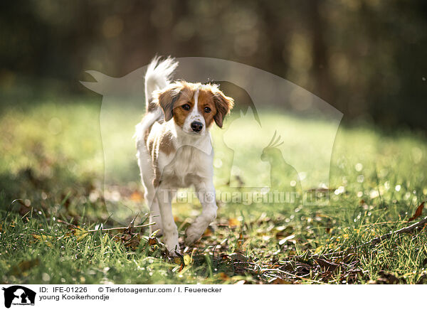 junger Kooikerhondje / young Kooikerhondje / IFE-01226