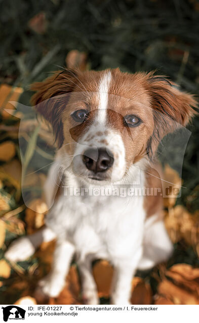 junger Kooikerhondje / young Kooikerhondje / IFE-01227