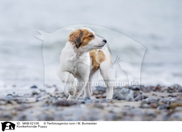 Kooikerhondje Puppy / MAB-02106