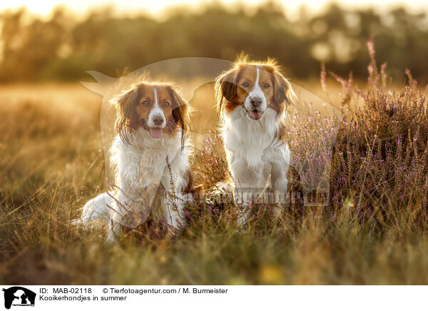 Kooikerhondjes in summer / MAB-02118