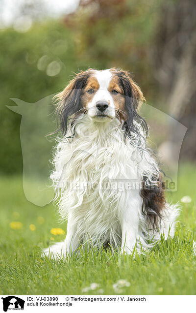 adult Kooikerhondje / VJ-03890