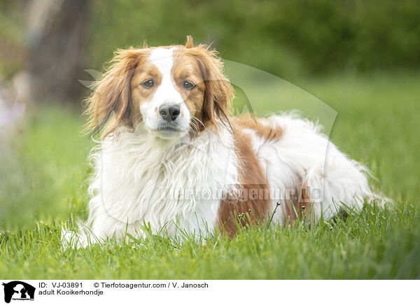 erwachsener Kooikerhondje / adult Kooikerhondje / VJ-03891