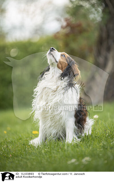 erwachsener Kooikerhondje / adult Kooikerhondje / VJ-03893