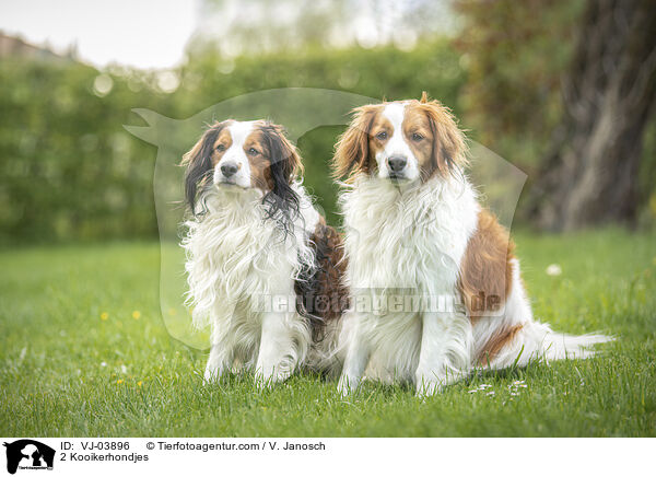 2 Kooikerhondjes / VJ-03896