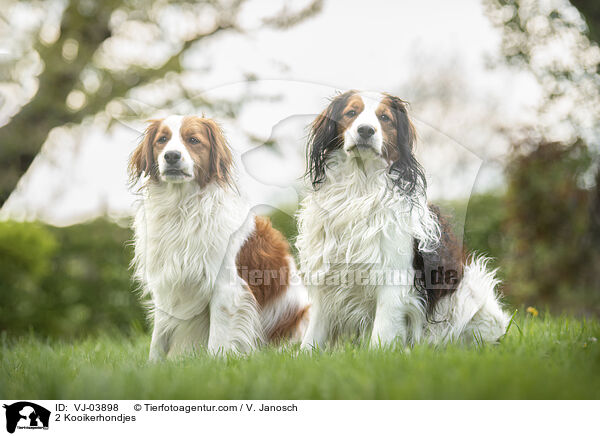 2 Kooikerhondjes / VJ-03898