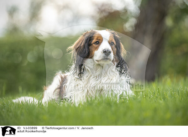 adult Kooikerhondje / VJ-03899