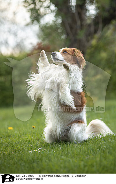 adult Kooikerhondje / VJ-03900