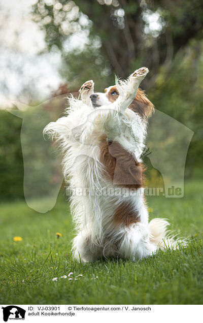 adult Kooikerhondje / VJ-03901