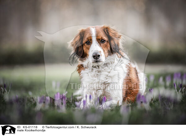 Kooikerhondje Rde / male Kooikerhondje / KS-01118
