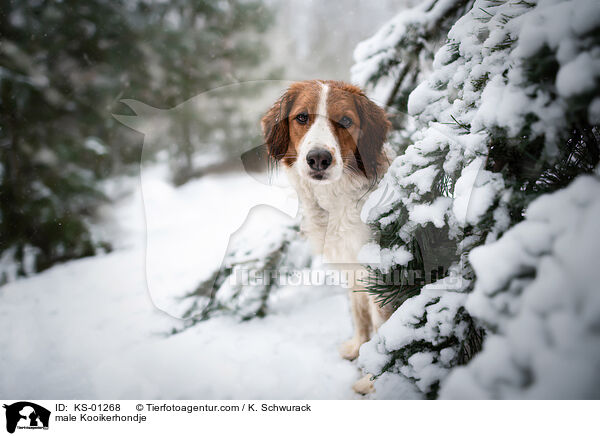 male Kooikerhondje / KS-01268