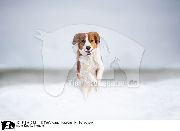 Kooikerhondje Rde / male Kooikerhondje / KS-01272