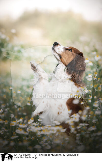 Kooikerhondje Rde / male Kooikerhondje / KS-01276