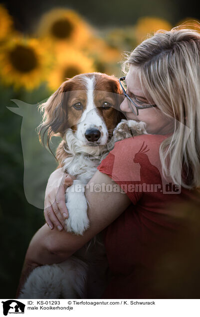 Kooikerhondje Rde / male Kooikerhondje / KS-01293