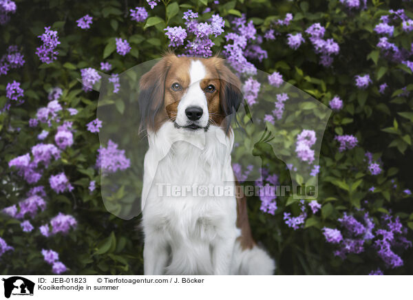 Kooikerhondje in summer / JEB-01823