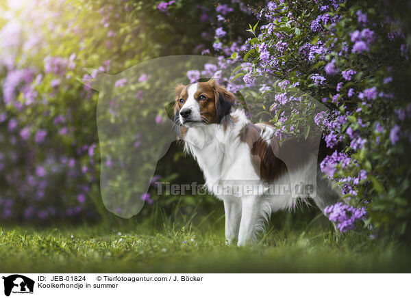 Kooikerhondje im Sommer / Kooikerhondje in summer / JEB-01824