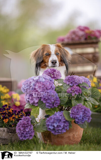 Kooikerhondje / Kooikerhondje / MAH-02787