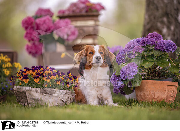 Kooikerhondje / Kooikerhondje / MAH-02788