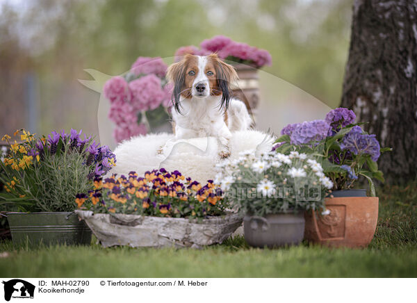 Kooikerhondje / Kooikerhondje / MAH-02790