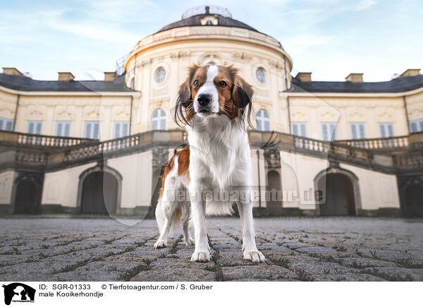 male Kooikerhondje / SGR-01333