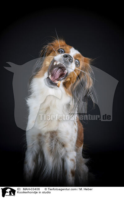 Kooikerhondje im Studio / Kooikerhondje in studio / MAH-03406