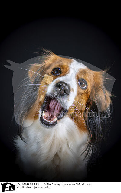Kooikerhondje in studio / MAH-03413
