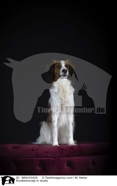 Kooikerhondje im Studio / Kooikerhondje in studio / MAH-03420