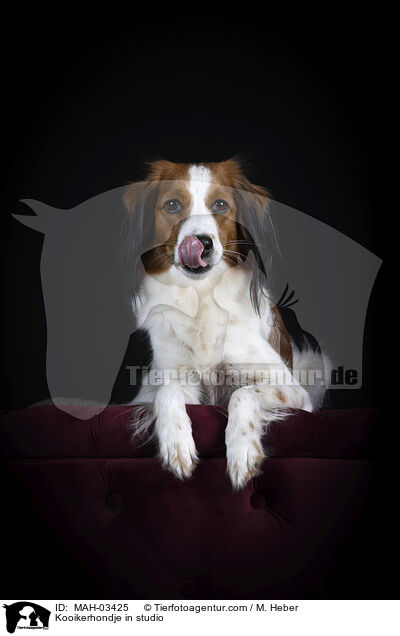 Kooikerhondje in studio / MAH-03425