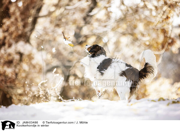 Kooikerhondje im Winter / Kooikerhondje in winter / JAM-03486