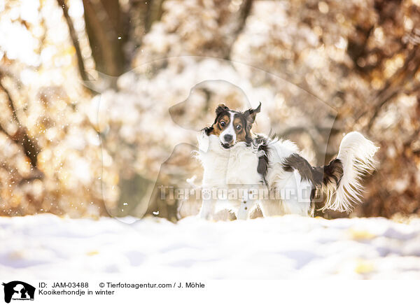 Kooikerhondje im Winter / Kooikerhondje in winter / JAM-03488