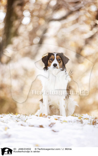 Kooikerhondje in winter / JAM-03492
